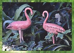 Flamants roses - Photo : H. Foster
