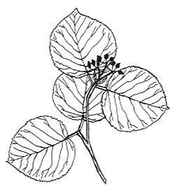 Viorne  feuilles d’aulne