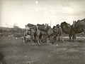 Transport des tapis  dos de 
chameau, 
vers les annes 1930.