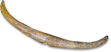 Barrette de main en ivoire de morse - 
Newfoundland Museum - Photographie : David Keenlyside