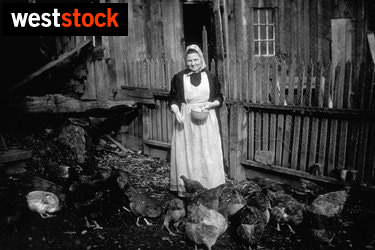 Une femme nourrit des poules à la ferme - Westock, 0443IMG0054