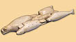 Dfense d'ivoire sculpte