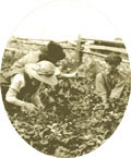 Cueillette des fraises  l'le d'Orlans en 1925., © MCC/CMC, 65781