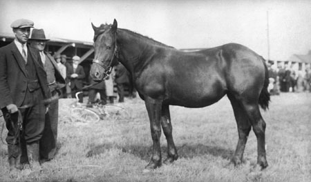 Cheval de race Canadien  Saint-Pascal, Qubec, 1936., © MCC/CMC, Marius Barbeau, 81122