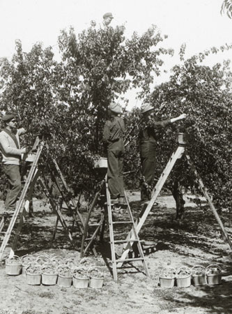 La rcolte des pches  Grimsby, Ontario, [19--]., © MCC/CMC, 41.2 LS