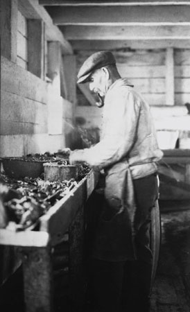 Homme faisant la mise en conserve des homards  la conserverie de Sullivan, Port Daniel, Bonaventure, Qubec, 1922., © MCC/CMC, Marius Barbeau, 57135