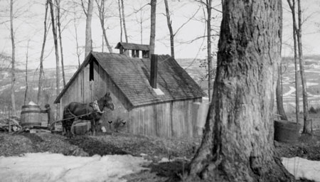 Homme avec cheval et chariot prs d'une cabane  sucre, Qubec, 1926., © MCC/CMC, Frank Oliver Call, PR2002-9