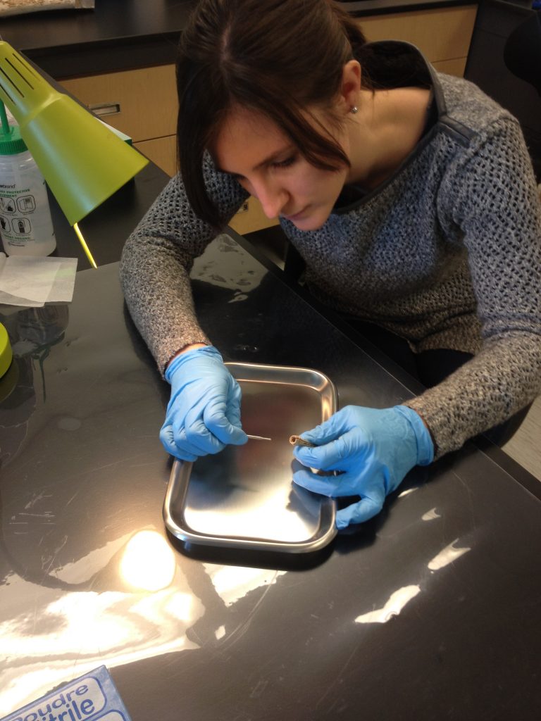 Carley Crann (Laboratoire André-E.-Lalonde, Université d’Ottawa) procède soigneusement à l’échantillonnage de la matière grattée dans la cavité intérieure du porte-aiguilles du site de Roebuck afin de dater directement l’artefact au radiocarbone. Musée canadien de l’histoire. 