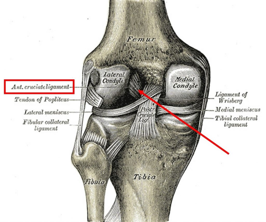 Rattachement du ligament cruciforme antérieur au fémur (Gray’s Anatomy).