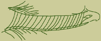 Serpent  cornes