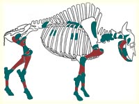 Les parties du squelette de bison - Dessin : David Laverie