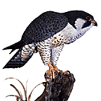 Faucon pélerin