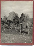 Transporting the carpets by camel, ca 
1930s.