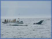 Observateurs de baleines - 
Tourism Nova Scotia