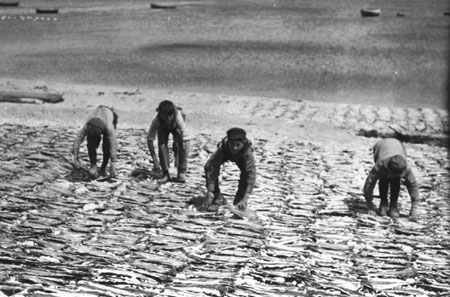 Garons tournant des morues schant sur la plage  Perc, Qubec, 1922., © MCC/CMC, Marius Barbeau, 57171