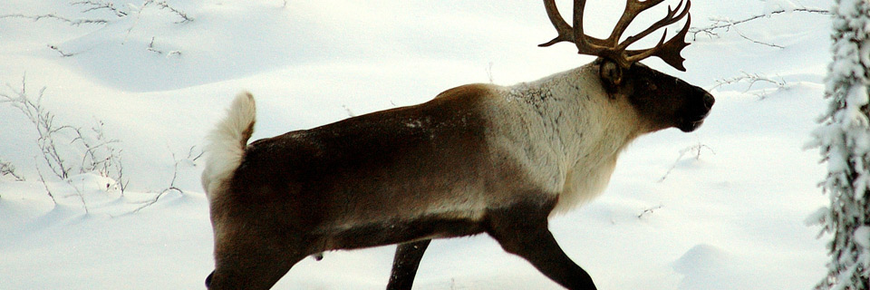 Boreal caribou