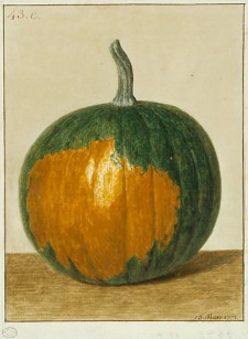 Courge de Nicolas Duchesne