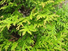 Thuja occidentalis