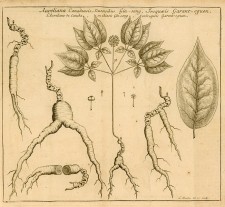 Iroquoeis Garent-oguen (ginseng), 1718, Joseph-François Lafitau