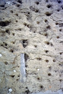 Détail du bousillage de la Maison LaPointe-Krebs à Pascagoula, Mississippi