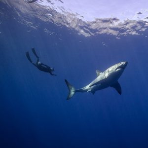 Une plongée libre avec un grand requin blanc
