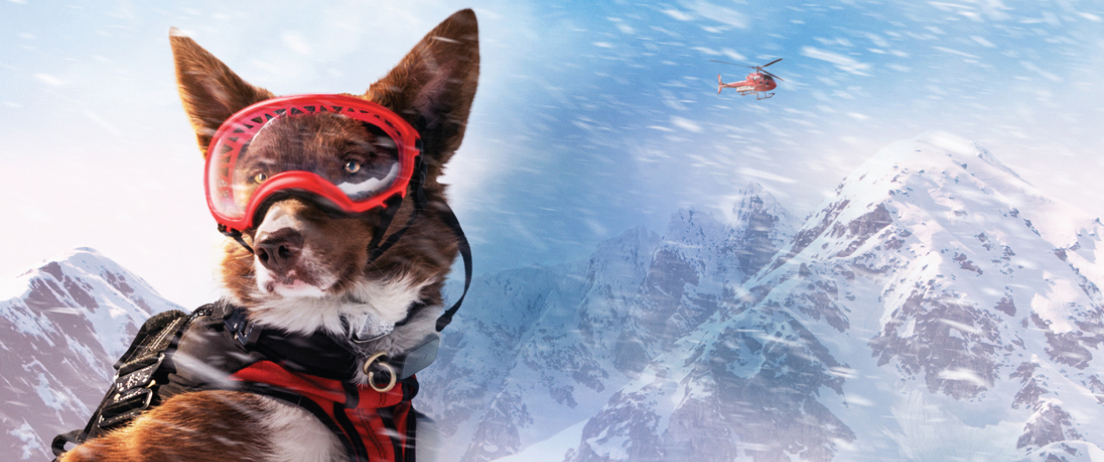 Un chien porte des lunettes et un gilet de sécurité au sommet d'une montagne enneigée