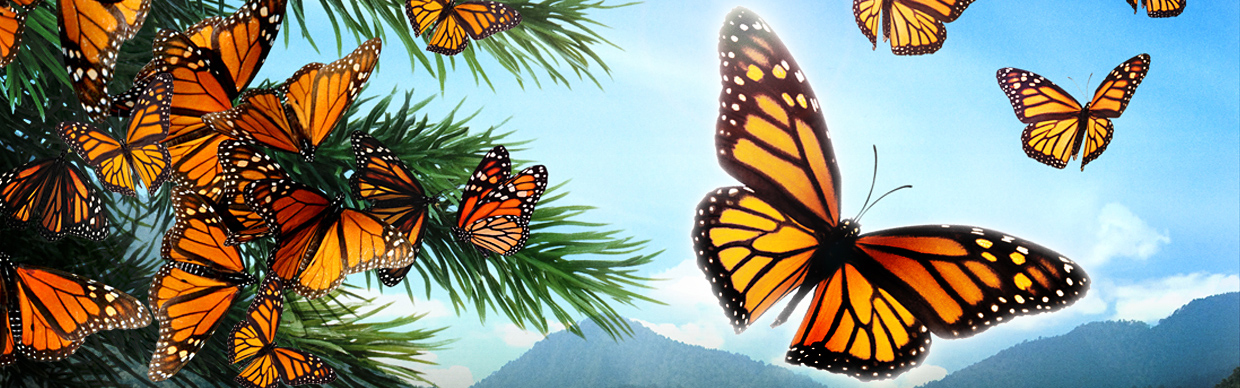 Des papillons