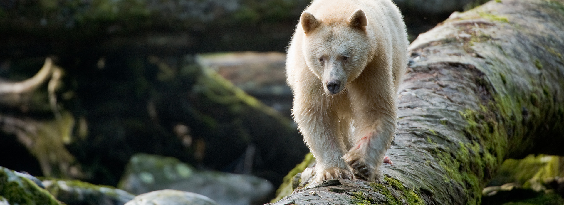 Un ours