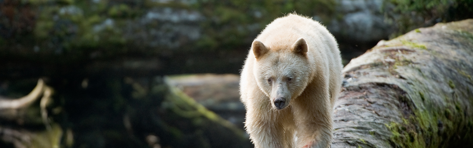 Un ours